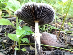 Stropharia