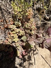 Sedum divergens