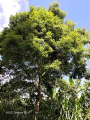 Acer