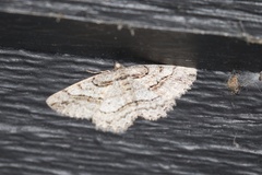 Neoalcis californiaria