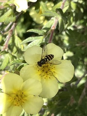 Syrphus opinator