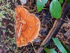 Pycnoporellus fulgens