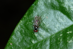 Tanypezidae