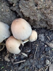 Micacei