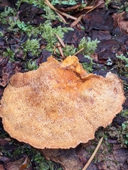 Pycnoporellus fulgens