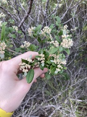 Spyridium globulosum