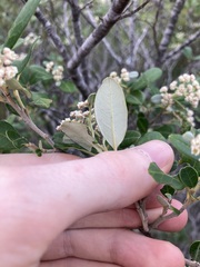 Spyridium globulosum