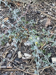 Ceanothus cordulatus