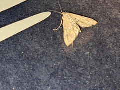 Elophila icciusalis