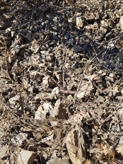 Cryptantha clevelandii