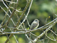 Empidonax hammondii