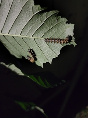 Polygonia interrogationis
