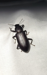 Alobates pensylvanicus