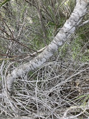 Spyridium globulosum