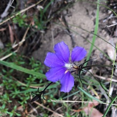 Scaevola ramosissima