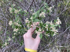 Spyridium globulosum