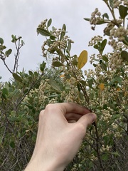 Spyridium globulosum