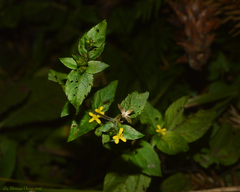 Calyptocarpus brasiliensis
