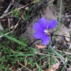 Scaevola ramosissima