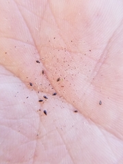 Cryptantha clevelandii