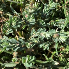 Euphorbia stictospora