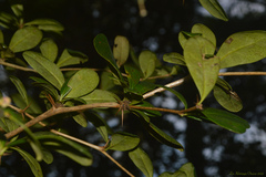 Berberis laurina