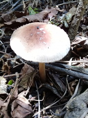 Agaricales