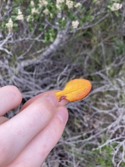 Spyridium globulosum