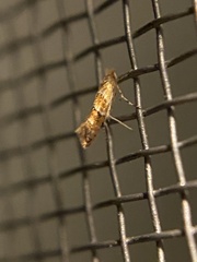 Cameraria caryaefoliella
