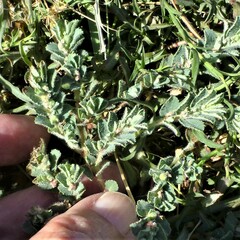 Euphorbia stictospora