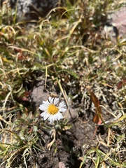 Erigeron