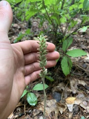 Goodyera pubescens
