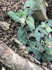 Hemigraphis alternata