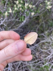 Spyridium globulosum