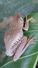 Boana platanera