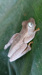 Boana platanera