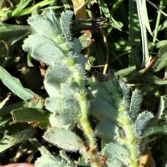 Euphorbia stictospora