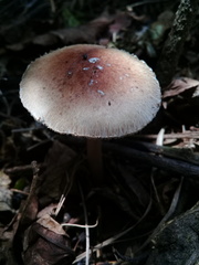 Agaricales