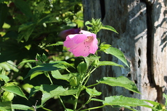 Hibiscus moscheutos