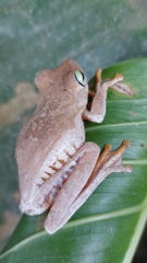 Boana platanera