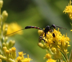 Gasteruption assectator