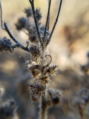 Cryptantha clevelandii