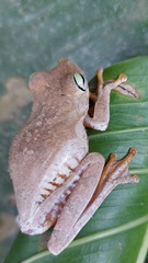 Boana platanera