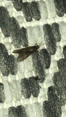 Dichomeris ligulella