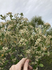 Spyridium globulosum