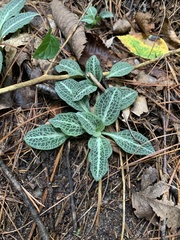 Goodyera pubescens