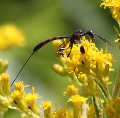 Gasteruption assectator