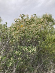 Spyridium globulosum