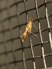 Cameraria caryaefoliella
