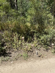 Cirsium andersonii